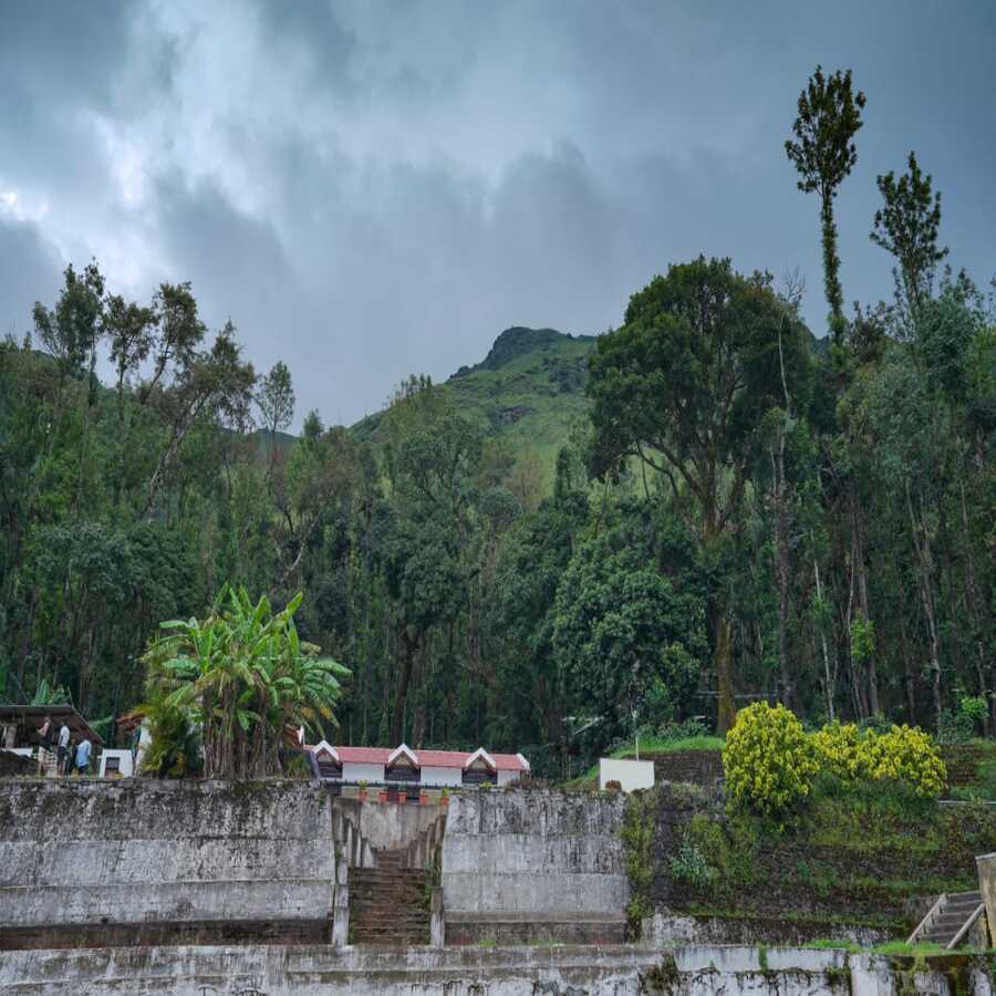 Coffee Orchards Front View