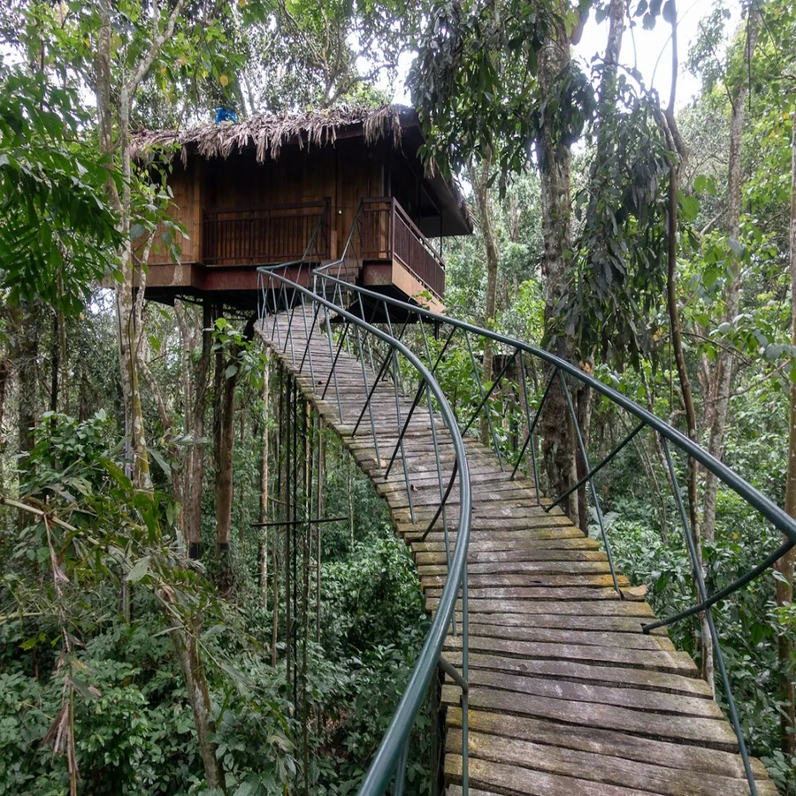 Tree House 2ver1