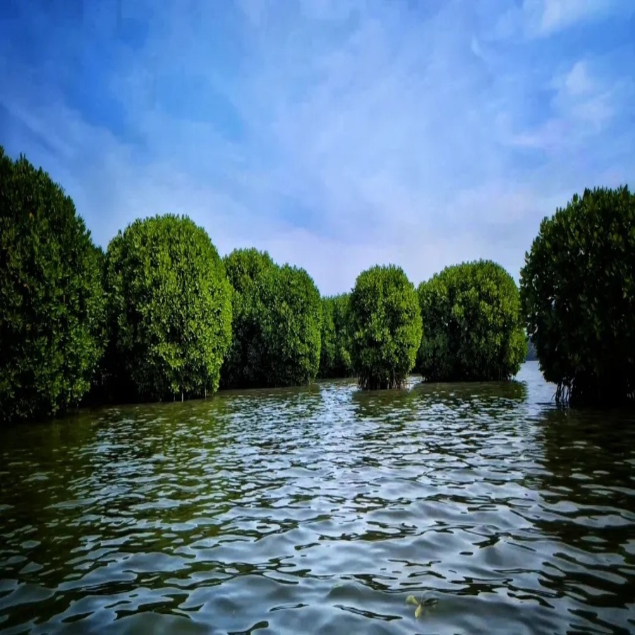 mangrovever1